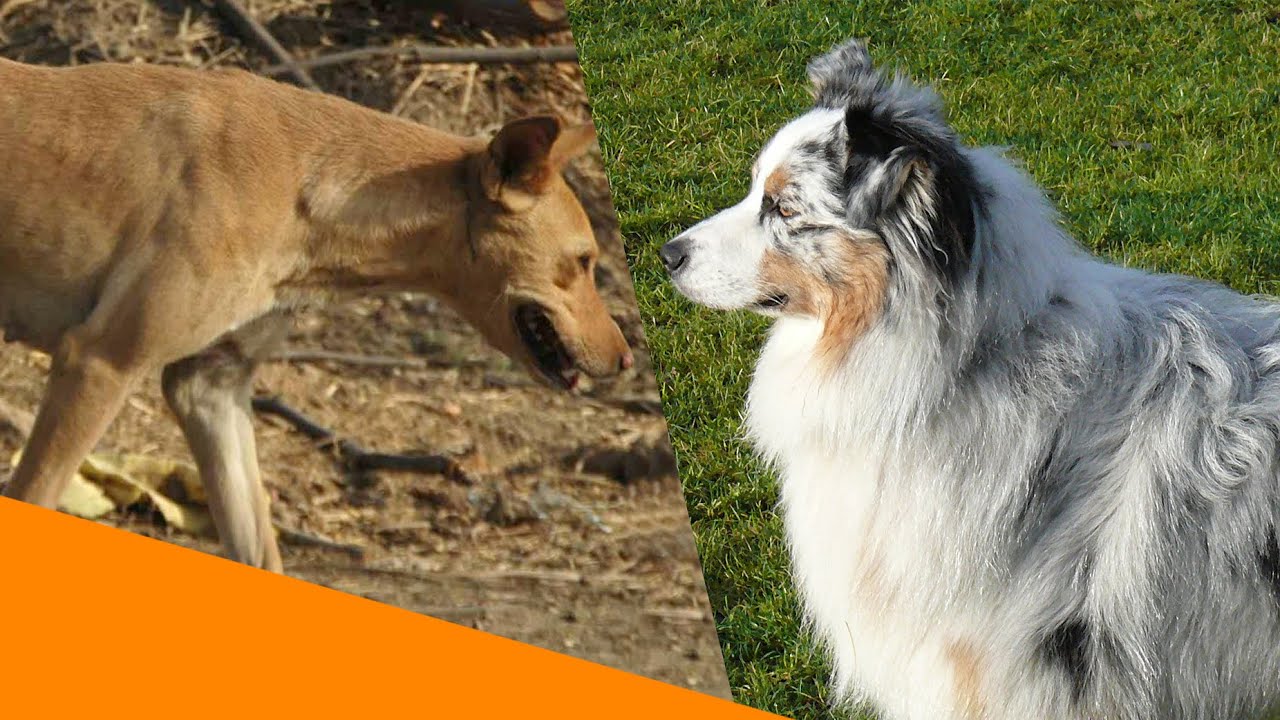 Mischlinge oder Rassehunde - wer ist ges&uuml;nder?
