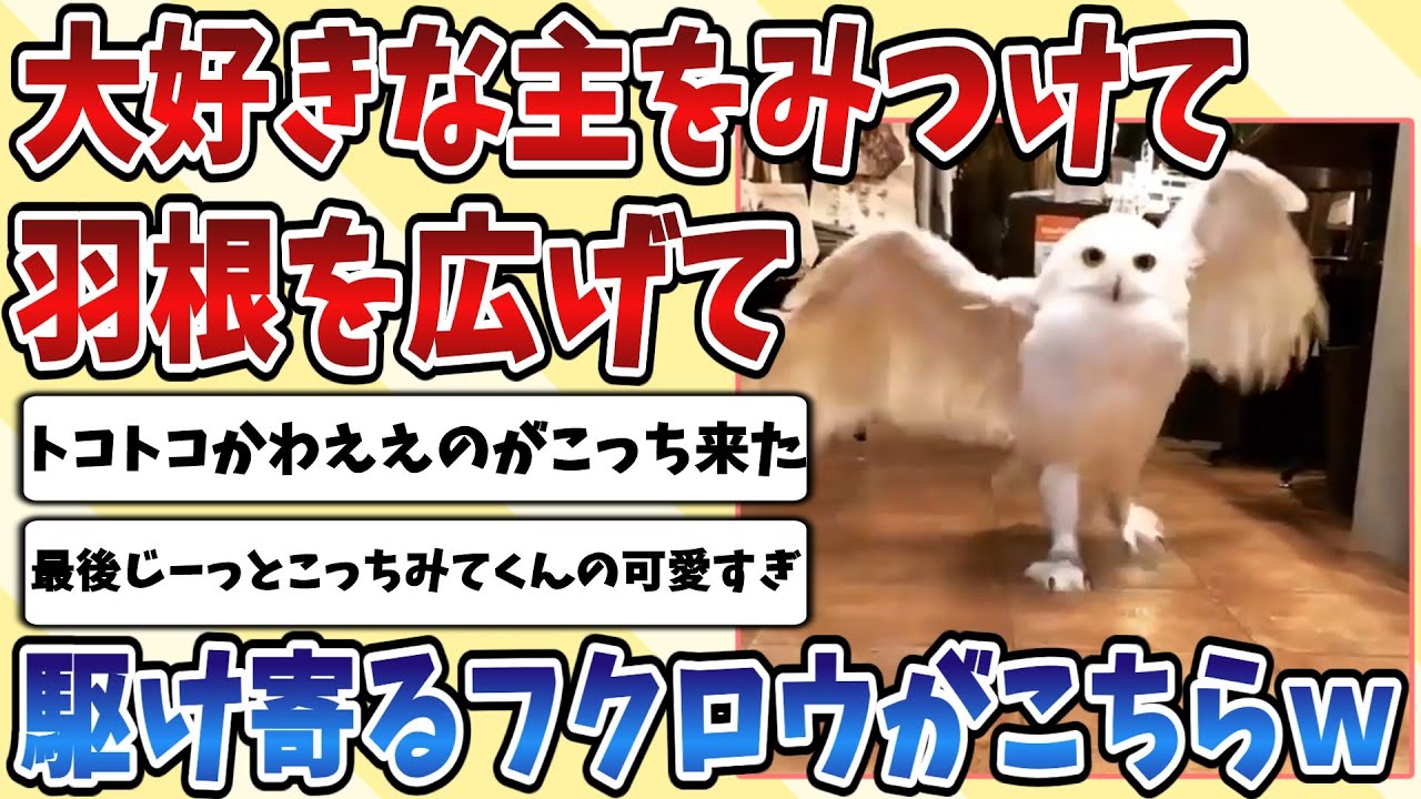 【2ch動物スレ】大好きな飼い主をみつけた【フクロウ】が羽根を広げて駆け寄ってくる姿が可愛すぎてやばいｗｗｗ