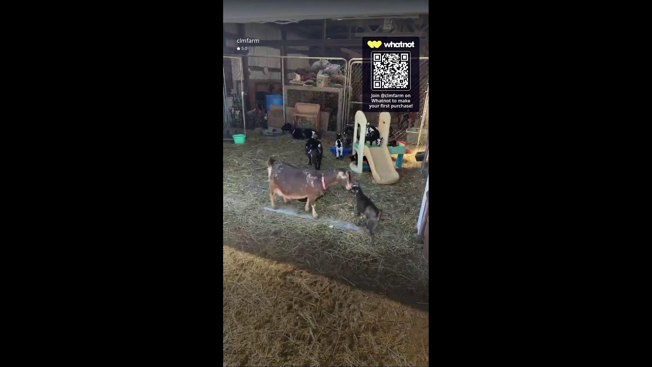Baby Goat Barn Visit