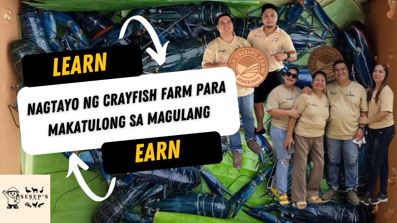 Australian Red Claw Crayfish Farming: Nagtayo ng Crayfish Farm para makatulong sa Magulang