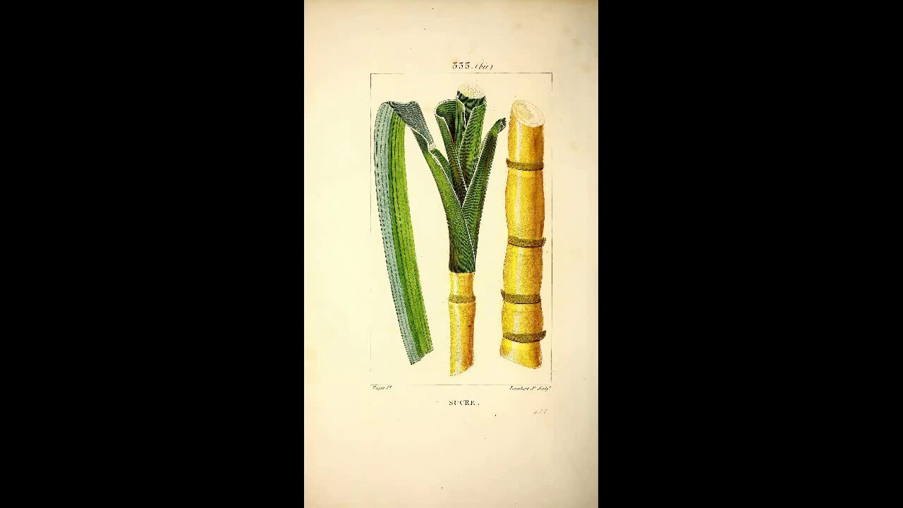 Sugarcane Domestication