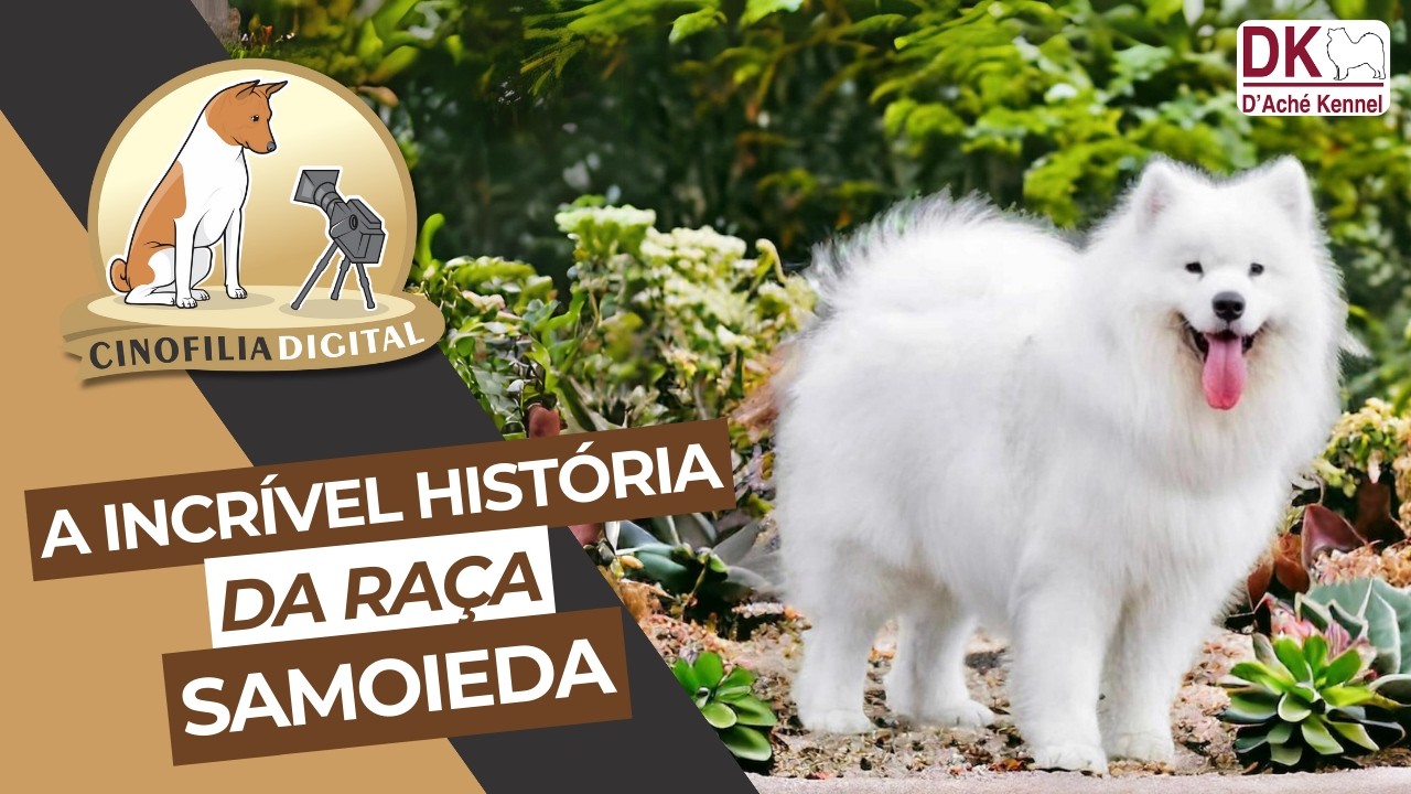 Samoieda | A incrível história da raça | Canil D’Ache Kennel | Cinofilia Digital