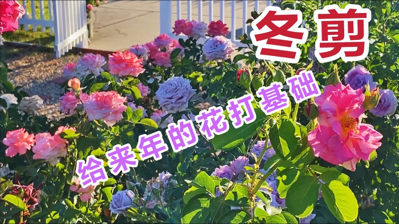 南北不一样，南方月季玫瑰冬季修剪（园艺篇177）