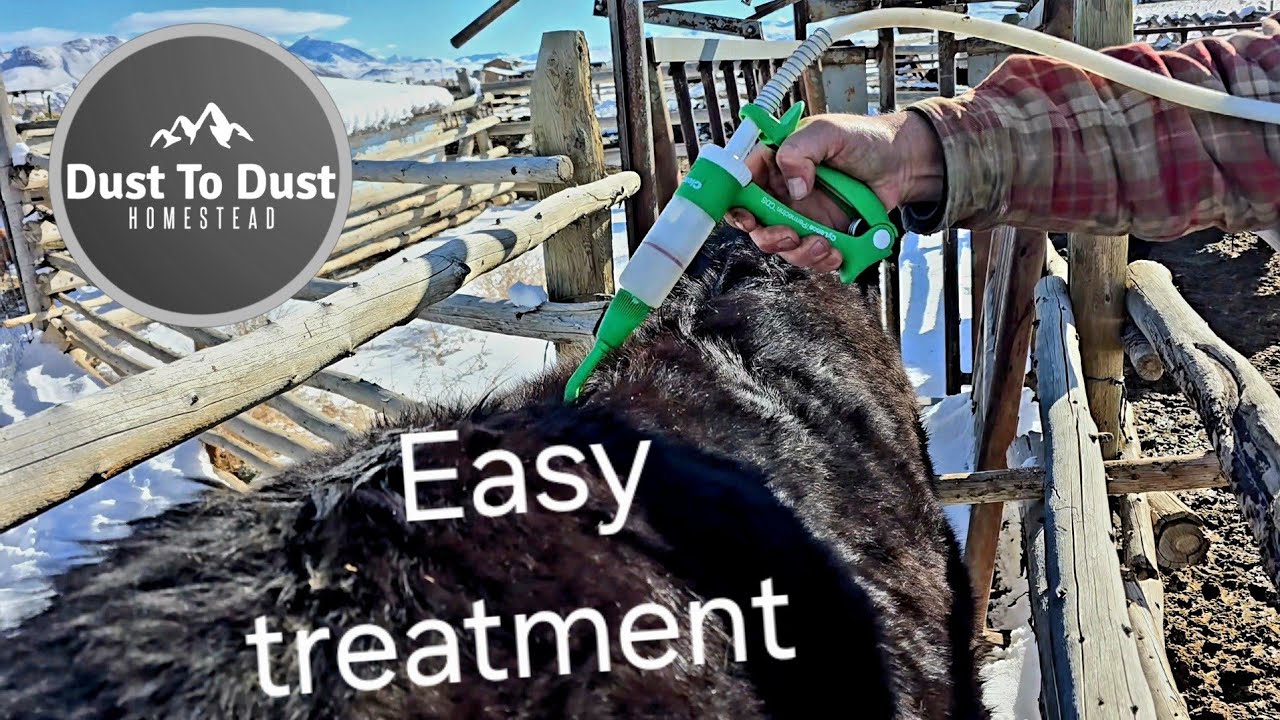 How to treat lice in cattle