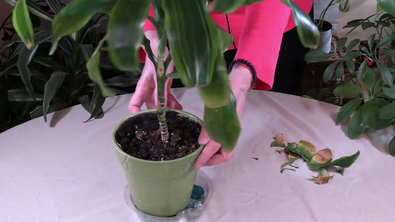 Best Way to Prune Brown Leaf Tips off Houseplants