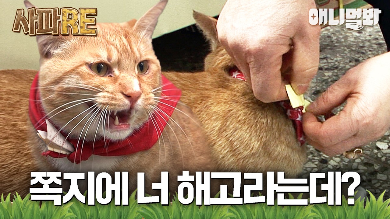[#사파RE] 편지에 뭐라고 적혀있냐옹~ 우편배달부 사라😻 #TV동물농장 #AnimalFarm #애니멀봐
