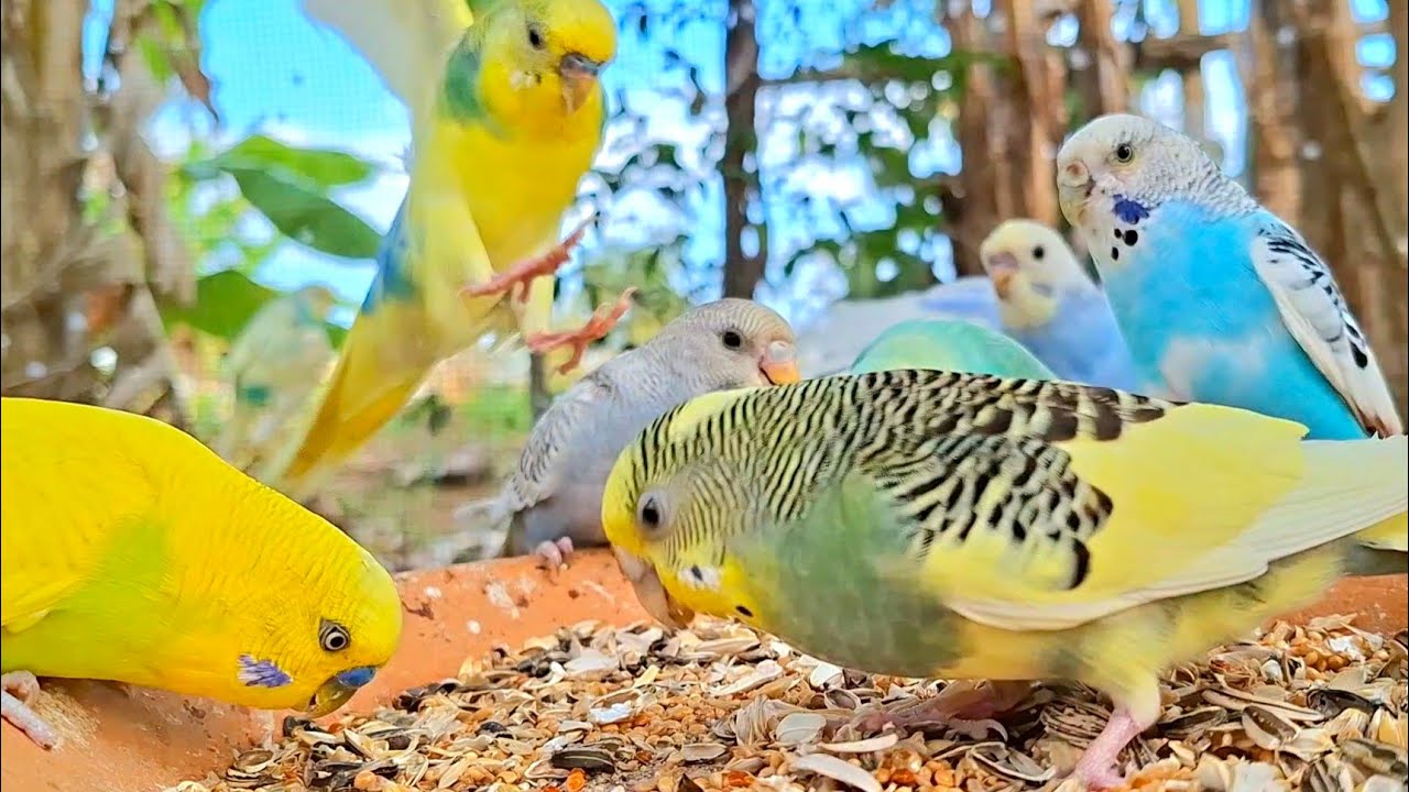Budgie singing together so sweet and funny. This is thier happiness in every day.  Budgies singing. 