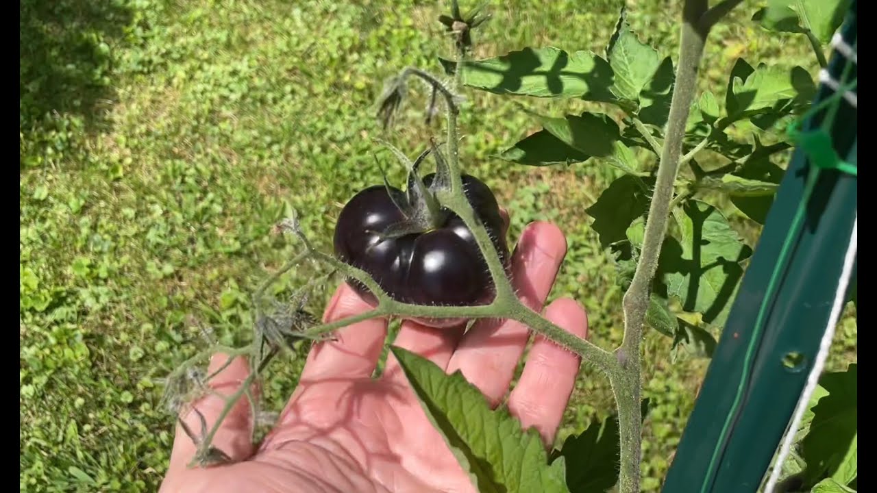 Black Beauty Tomato Harvest and Comparison