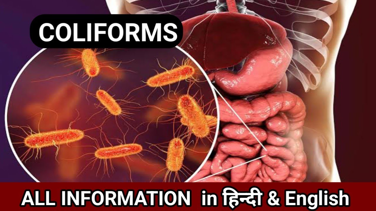 Coliforms Explained in Hindi & English | Biology Class 11–12, NEET, BSc & MSc Microbiology 