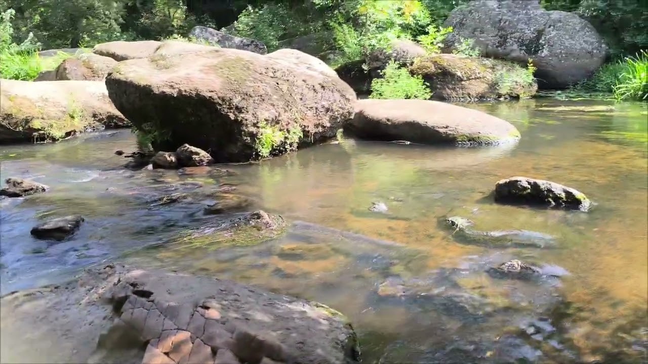 Let Me Take You To A Peaceful Walk Near The Rock River🌱☘️🌿🏞️🌞🌳