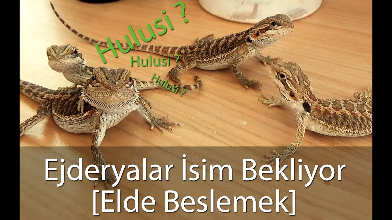 Sakallı Ejderleri Ele Alıştırmak - Siz İsim verin!