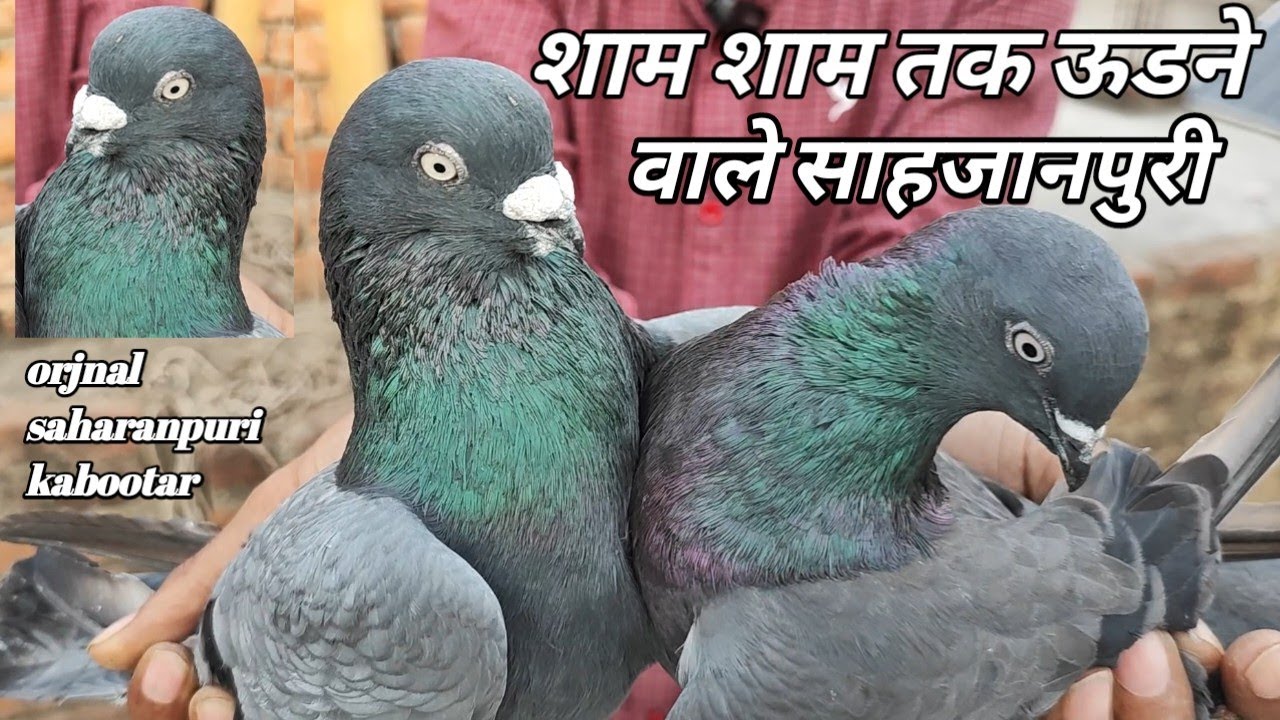 Top Indian Shahjahanpuri Kabootar And Saharanpuri Kabootar!! Arshad Idrisi Pigeon Lover