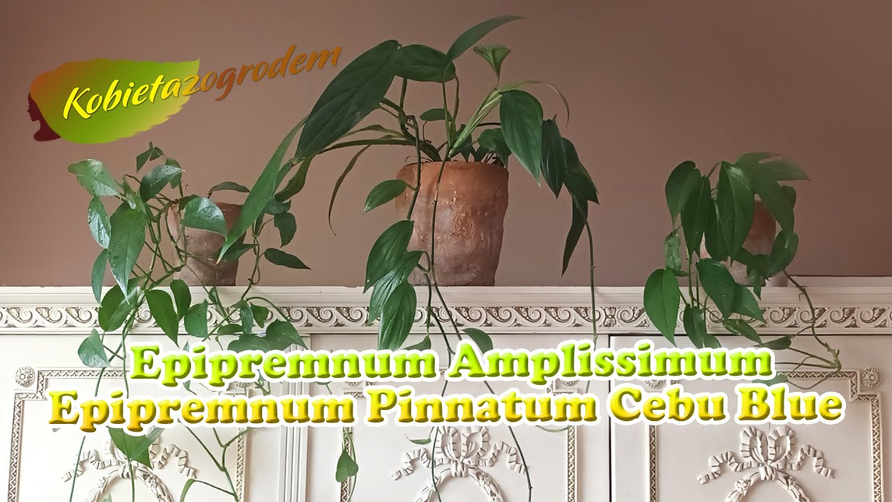 Epipremnum Amplissimum i Cebu Bleu