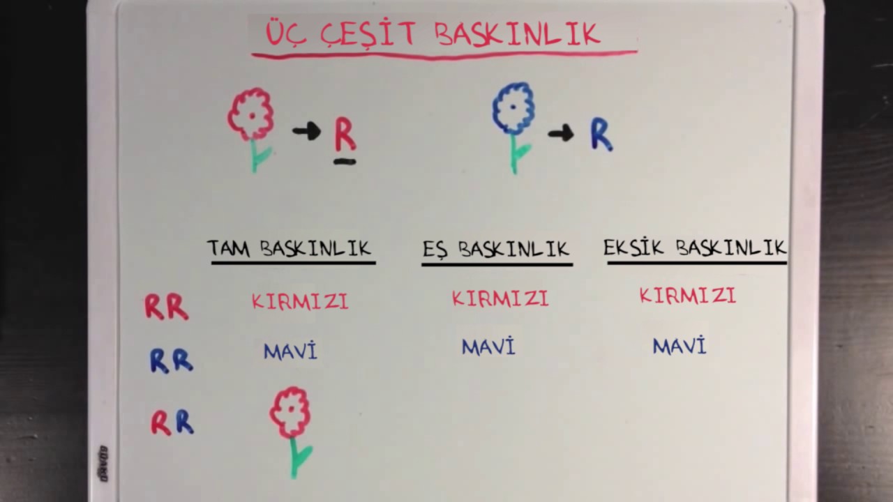 Eş Baskınlık ve Eksik Baskınlık (Fen Bilimleri) (Biyoloji)