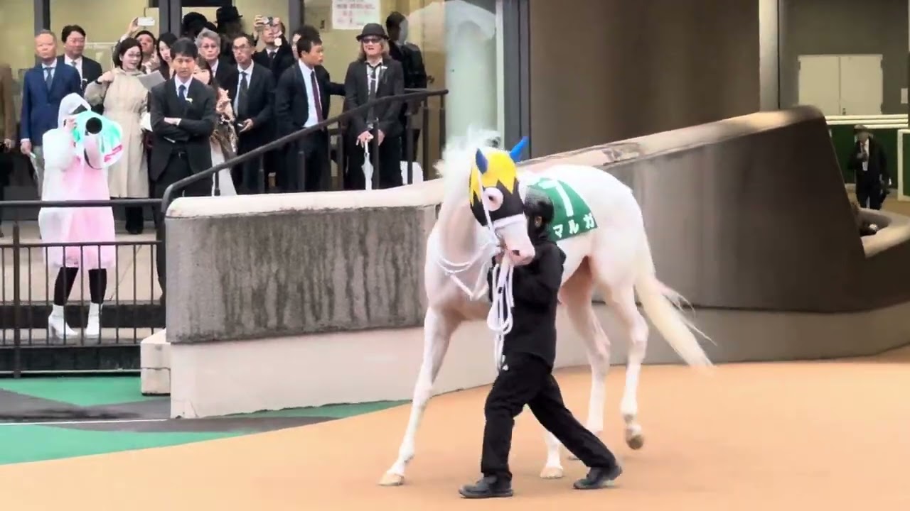 2025年アルテミスS パドック マルガ