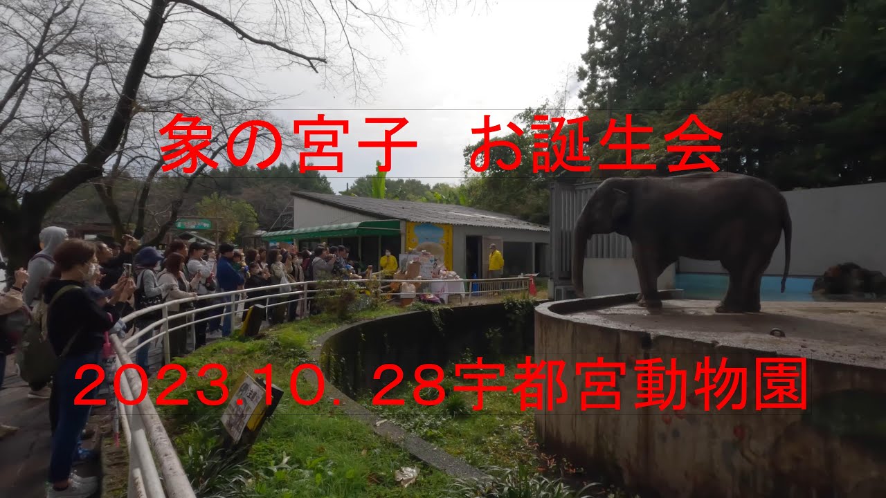 象の宮子誕生会
