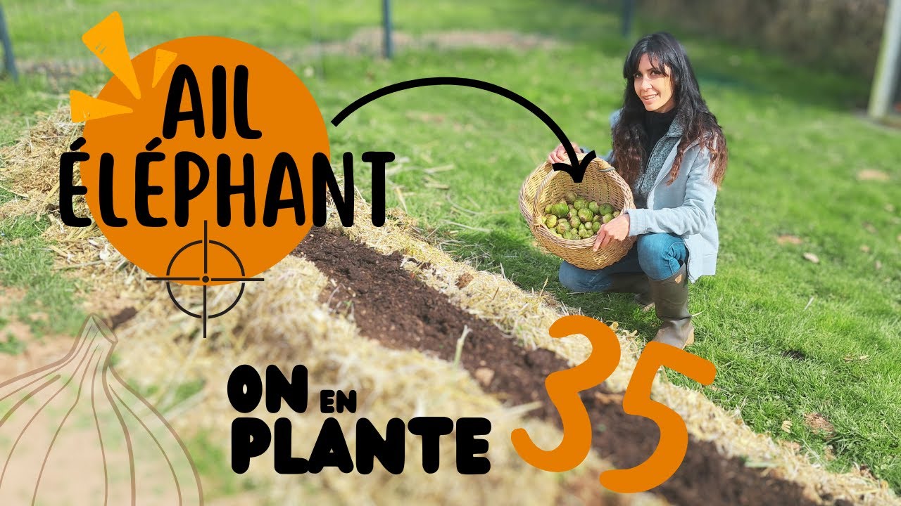Faire Pousser un GEANT : L'AIL ELEPHANT [Potager]