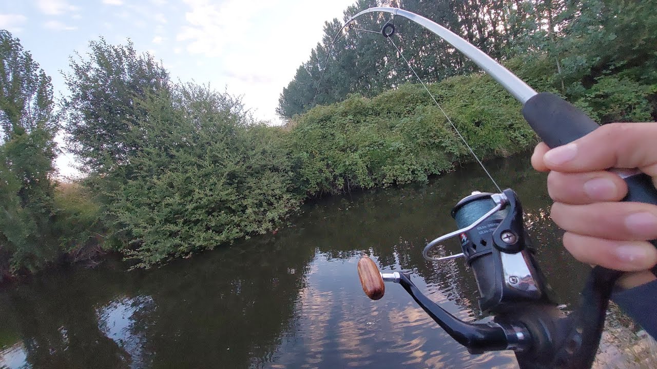 IMPRESIONANTE!! PESCA DE TRUCHA FARIO GIGANTE EN TEMUCO SUR DE CHILE 2023