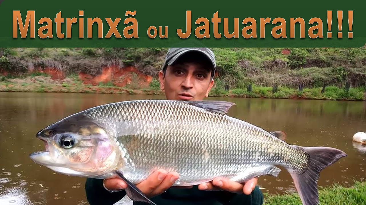 # 29 Matrinx&atilde; ou jatuarana. Um Peixe valente para Pescaria!!!