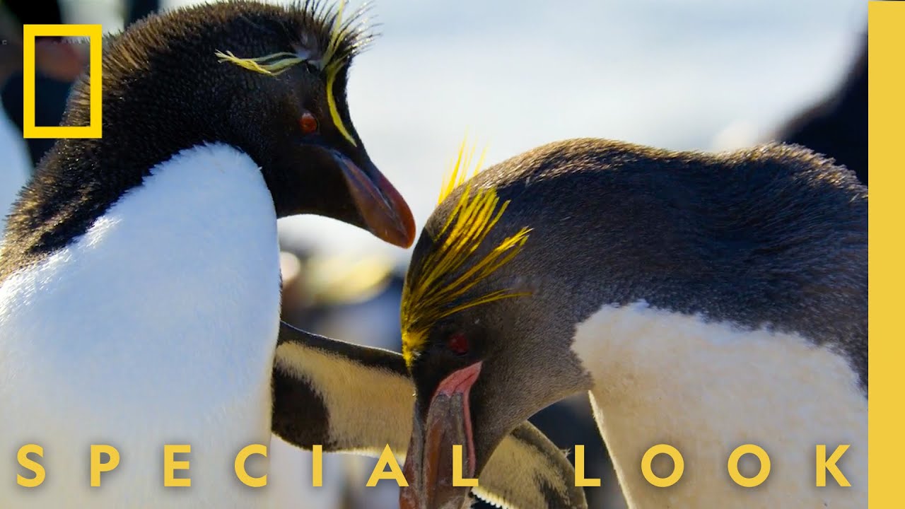 Interspecies Penguin Love? Macaroni x Rockhopper | Secrets of the Penguins | National Geographic