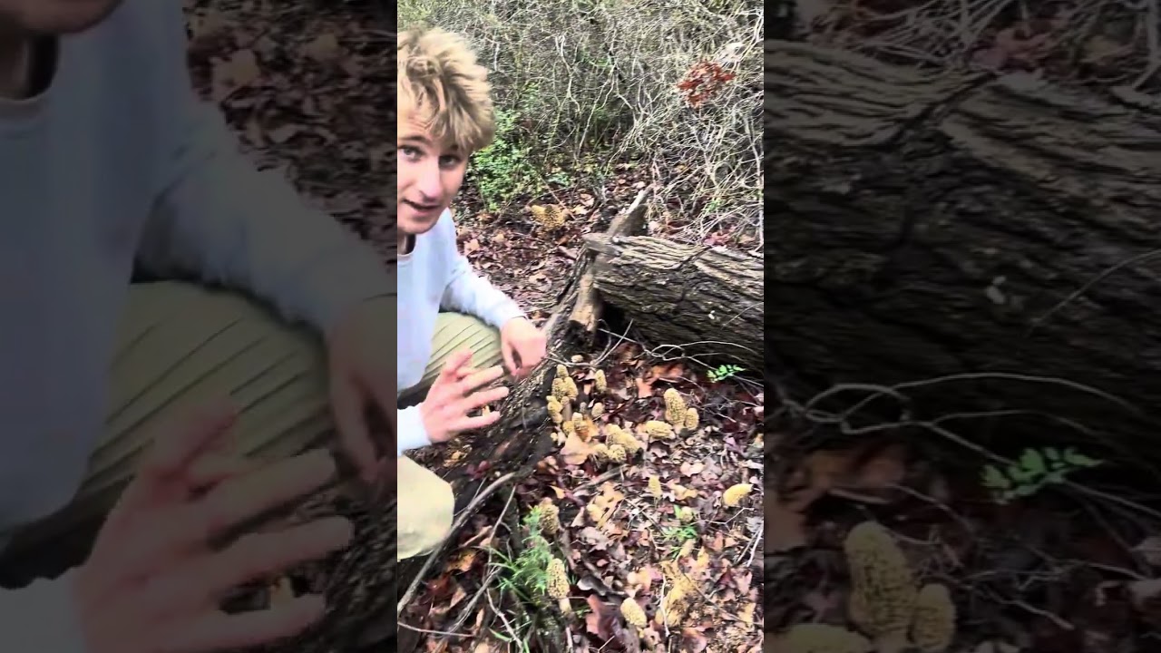 2025 Morel Mushroom Hunting
