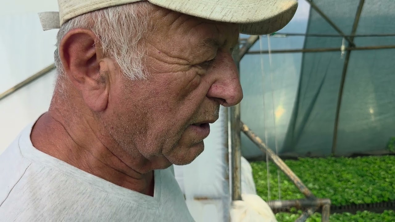 В продаже рассада земляники садовая с применением стартэко ст Платнировская Кореновский района
