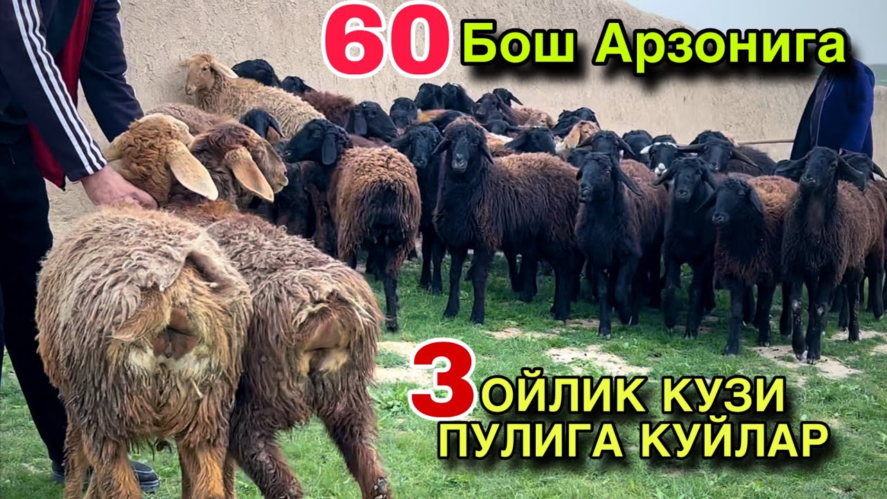 НАРХЛАР КАЛЛА ТАШЛАДИ! ☎️+998 99 125 5020