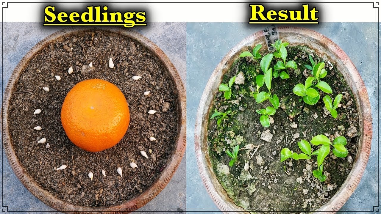 How To Grow Orange Trees From Seeds - The EASY and Free Way ll संतरे का पौधा उगने का आसान तरीका