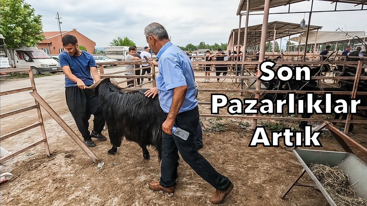 Son Pazarlıklar | Kurbanlık Fiyatları 2023 | Osmaniye Kadirli Hayvan Pazarı
