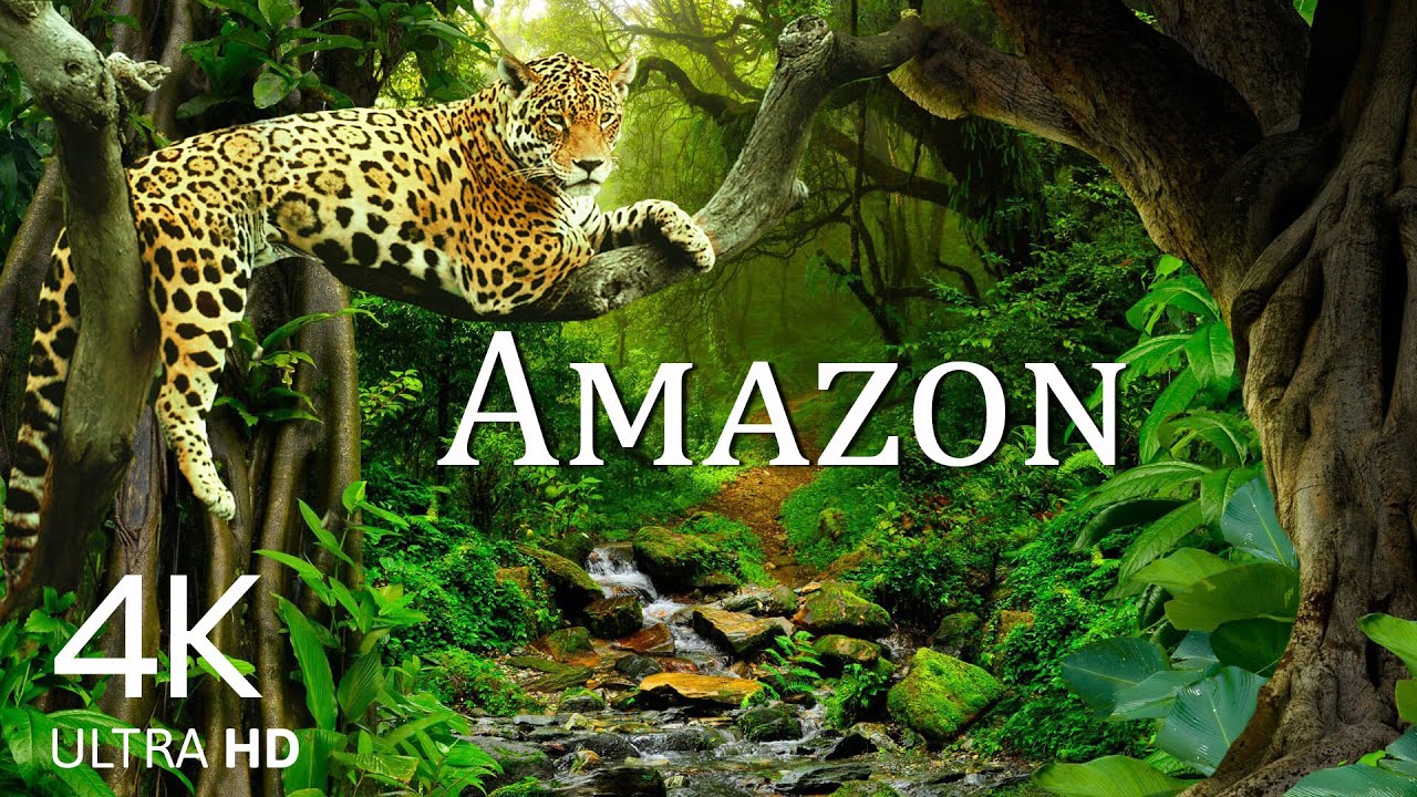 Amazon Wildlife 4K • Scenic Relaxation Film with Peaceful Relaxing Music and Nature Video Ultra HD