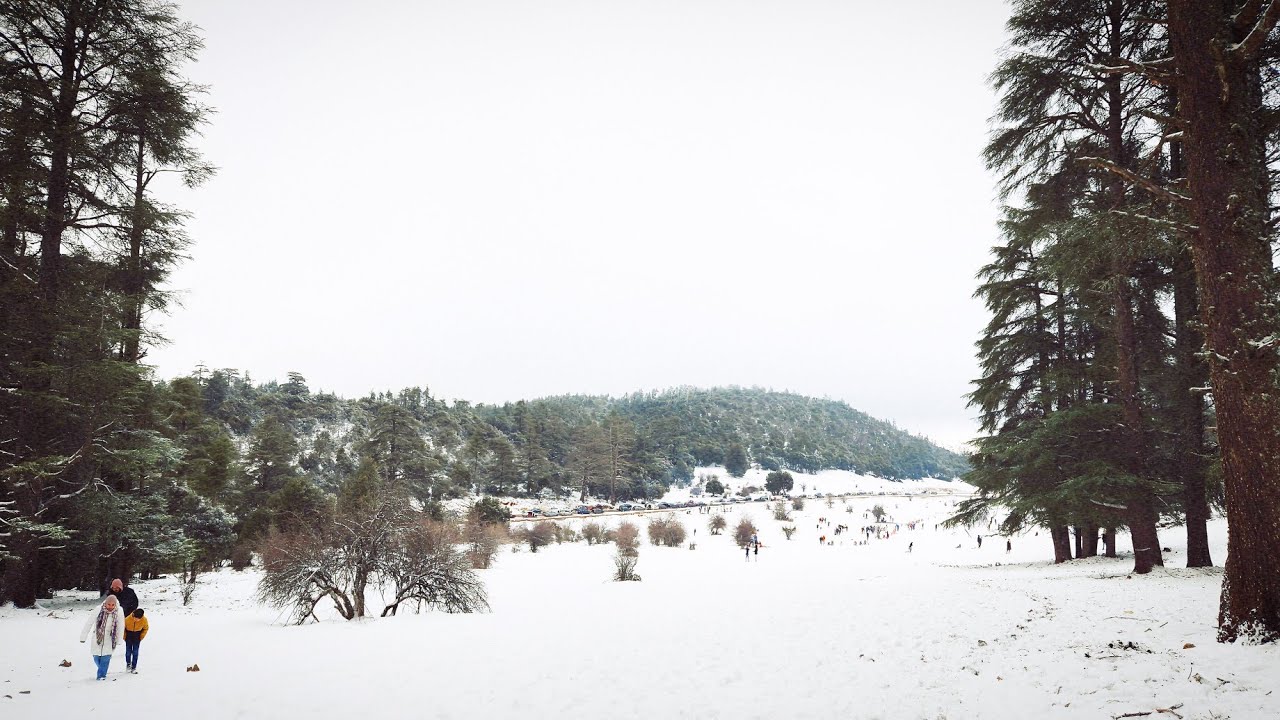 Peaceful Snowy Forest Walk | Relaxing Nature Sounds, No Music