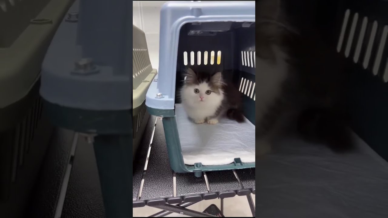 LIVE: POV Kitten Room | Cute Cattery Kittens Playing & Exploring | Subscribe for Daily Streams