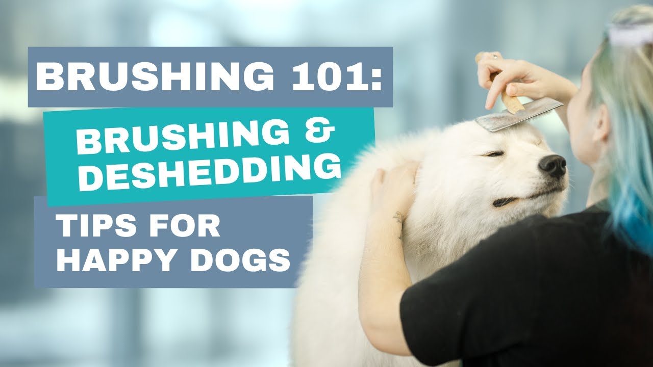 Brushing 101: Brushing & De-shedding Tips for Happy Dogs