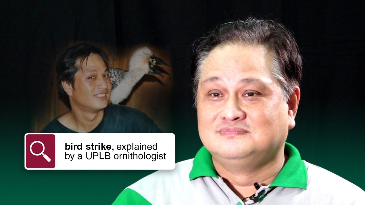 Столкновение с птицами, объясненное орнитологом UPLB