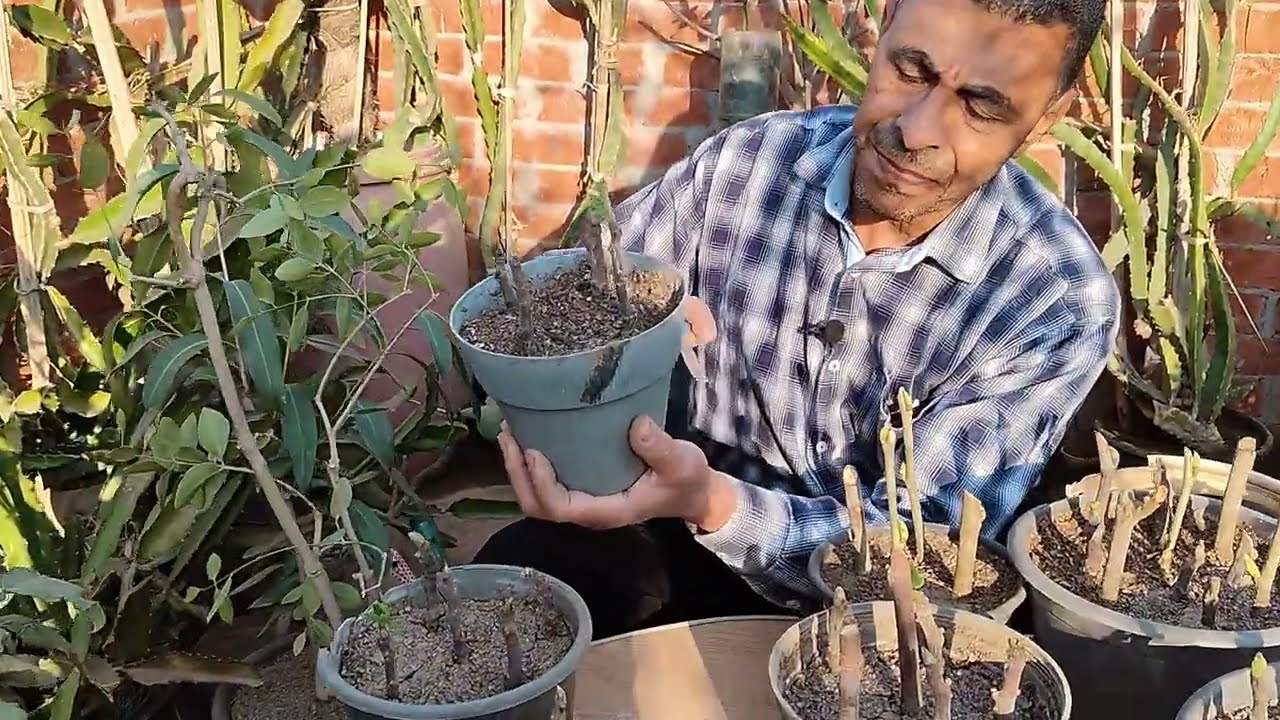 الرى{السقاية}إضافة الماء ونجاح أقلام النباتاتIrrigation and the success of plant cuttings