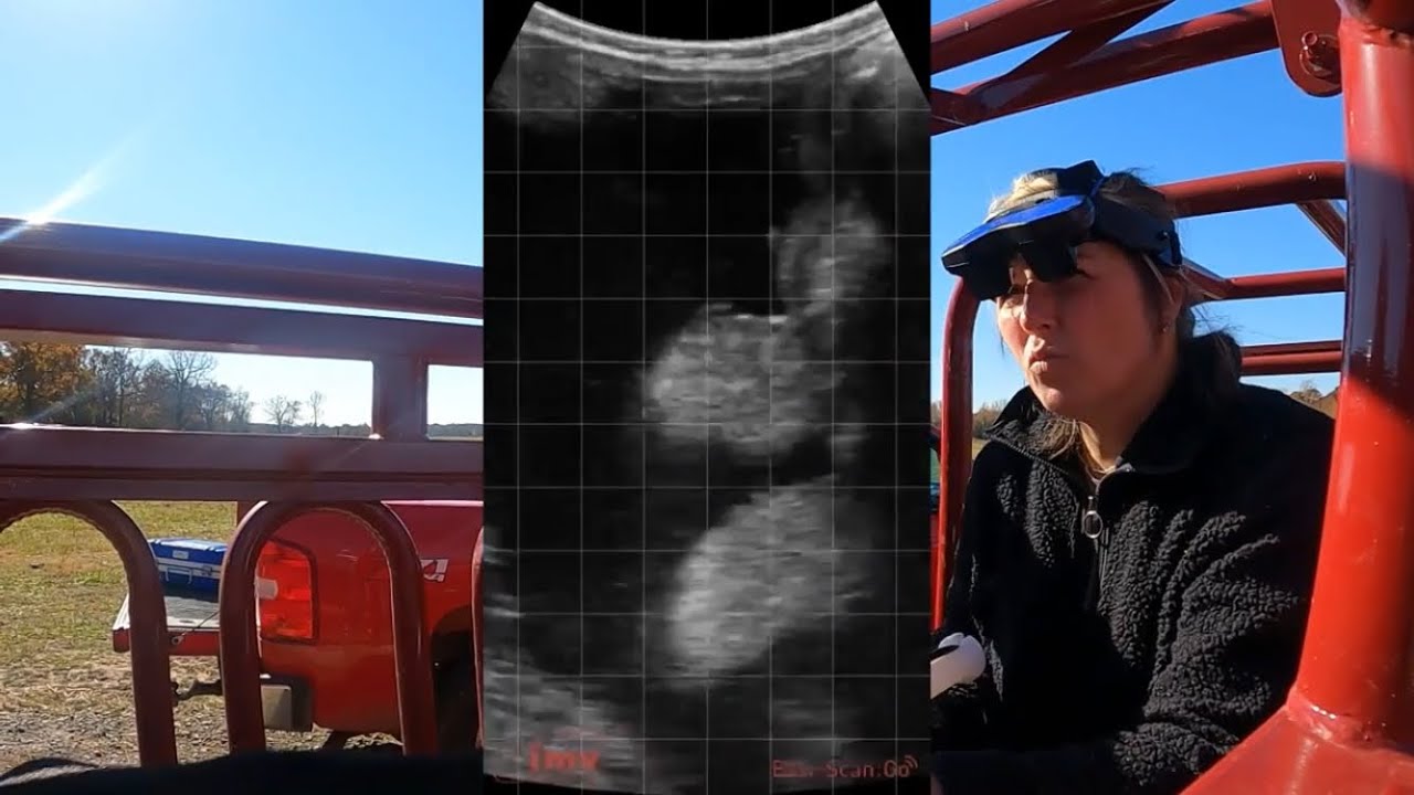 Preg Checking our Cows with 2 Methods