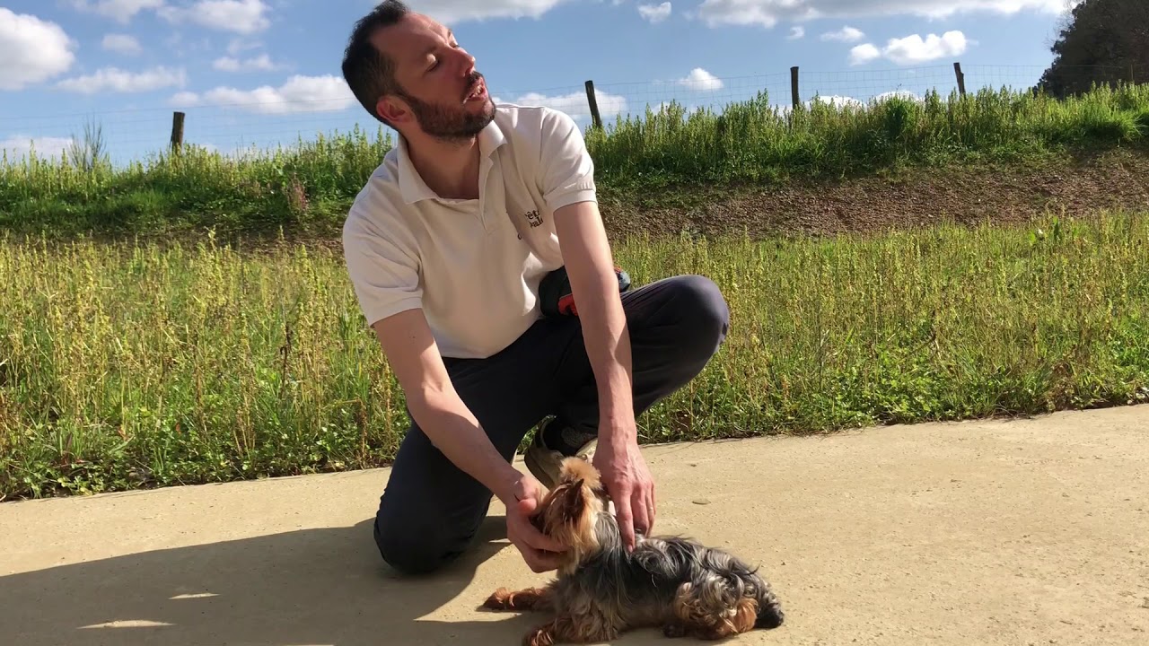 Occuper mon chien pendant le confinement N°1 - Petit tour d'éducation canine pour réfléchir