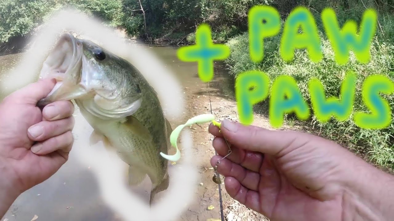 Small Creek Fishing Large Mouth Bass, KANSAS PAW PAWS 2020