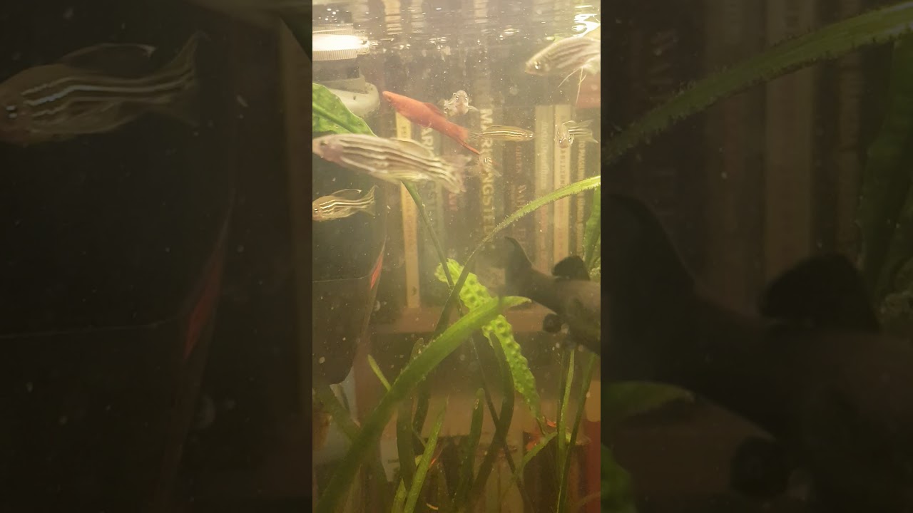 Sl&ouml;j zebrafisk