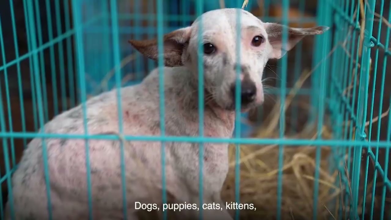 PETA India Rescues 100 More Animals from Notorious Hoarder in Saligrama, Udupi