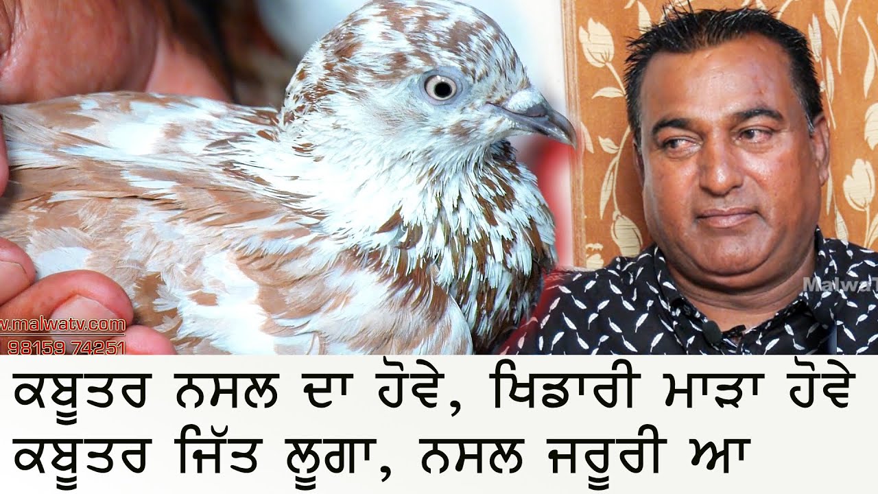 ਸੰਨ 92 ਚ' ਲਿਆ 4700 ਦਾ ਪਹਿਲਾ ਕਬੂਤਰ | Gulzar Sidhwan | Top Kabootar Baaz کبوتر بازی कबूतर बाज़ 2021