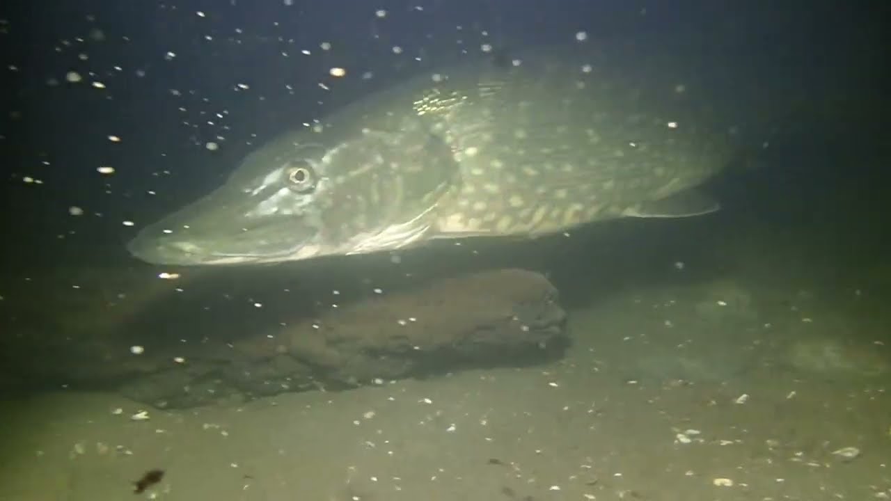 Mooie Veenwanden en een Dikke Snoek in Recreatieplas Everstein bij Hagestein