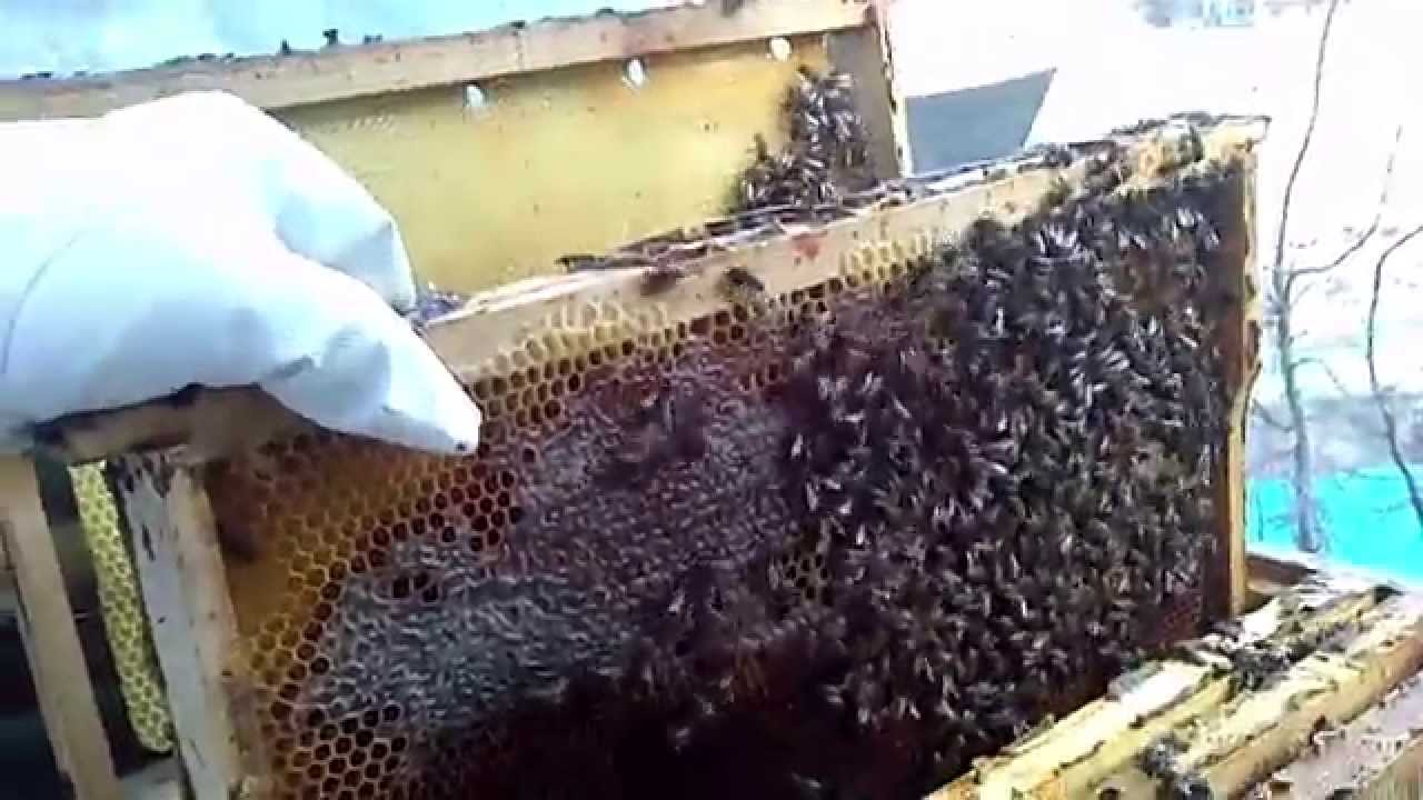 Bal arısı ilkbahar bakımı