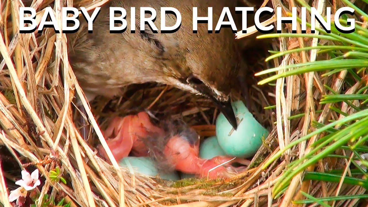Bird Hatching From Egg Time Lapse | Bird Nest Camera Live | Siberian Rubythroat