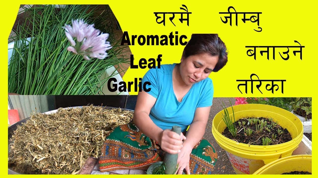 How To Make Jimbu || घर मै  जिम्बू  बनाउने तरीका || aromatic leaf garlic || chives plant