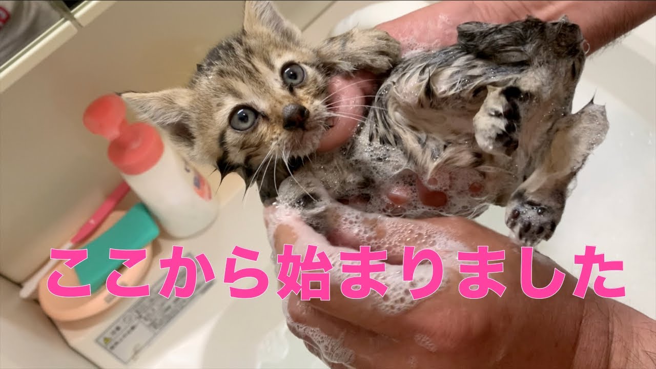 【保護子猫】タロちゃんの動画はここから始まりました。【1周年】
