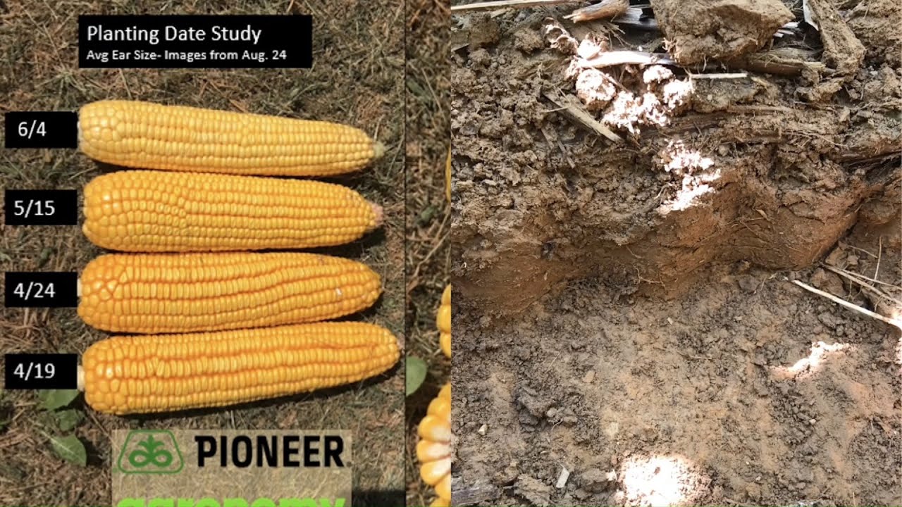 Weighing Soil Compaction Risks with Corn Planting Date