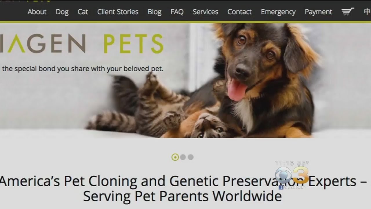 You Can Really Clone Your Pet, But It Will Cost You