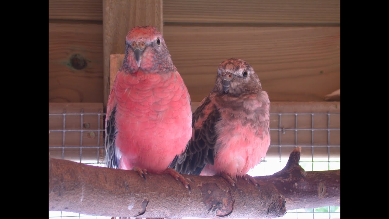 Rosa (Rosy) Bourke Breeding Diary 2013 Part 1 The Nest Box
