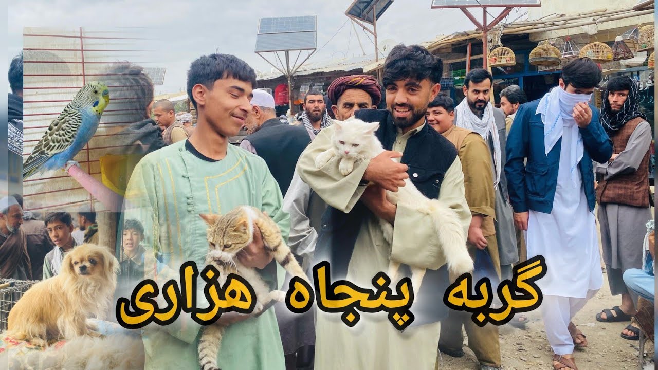 گزارش فیروز:از پرنده‌های کمیاب و گرگ‌های ترسناک! سفر ما به دنیای حیوانات افغانستان !